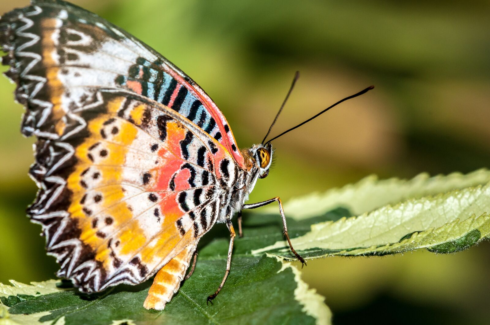 Nikon D300 sample photo. Butterfly, leaf, blossom photography