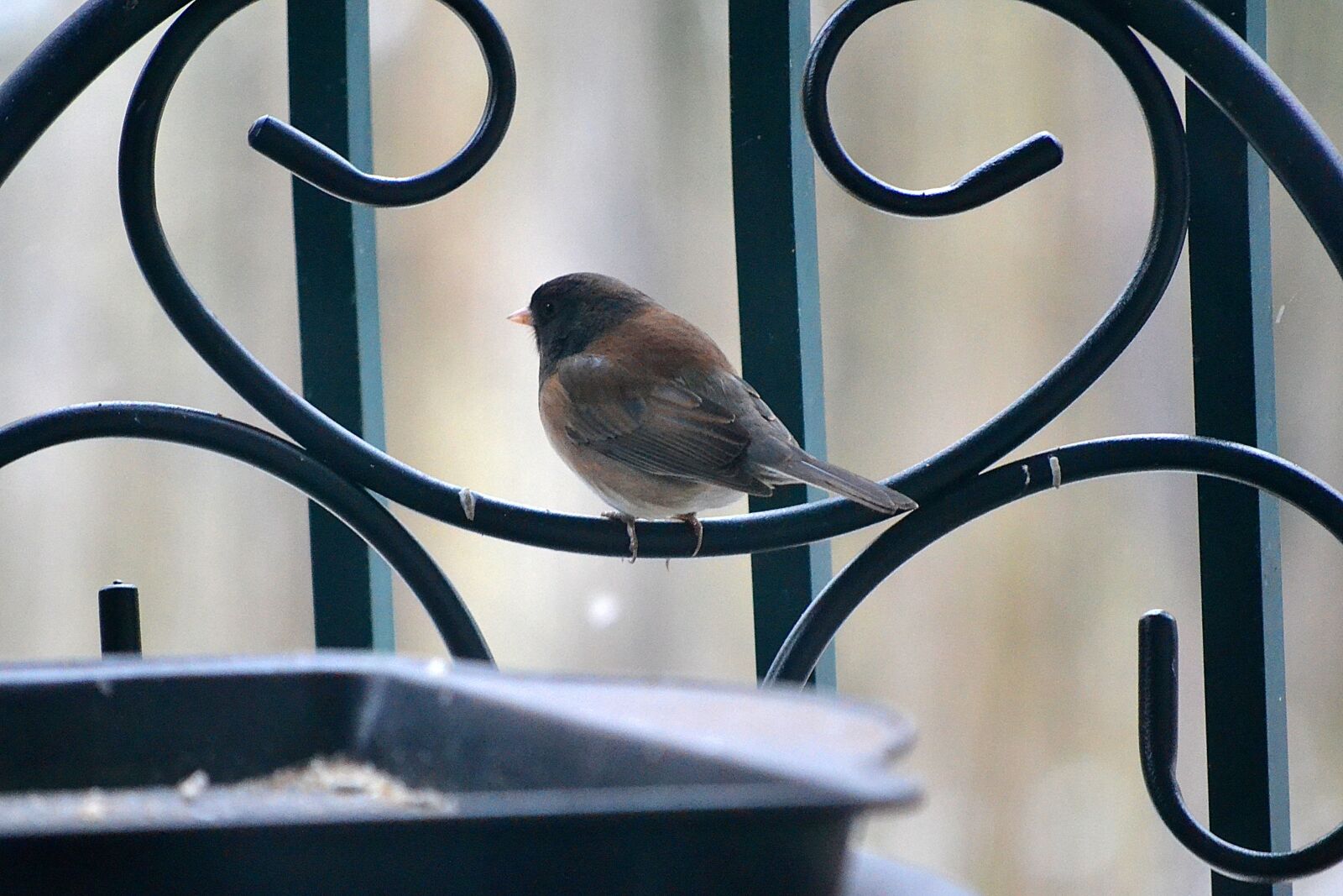 Nikon D3100 sample photo. Bird, feather, rail photography