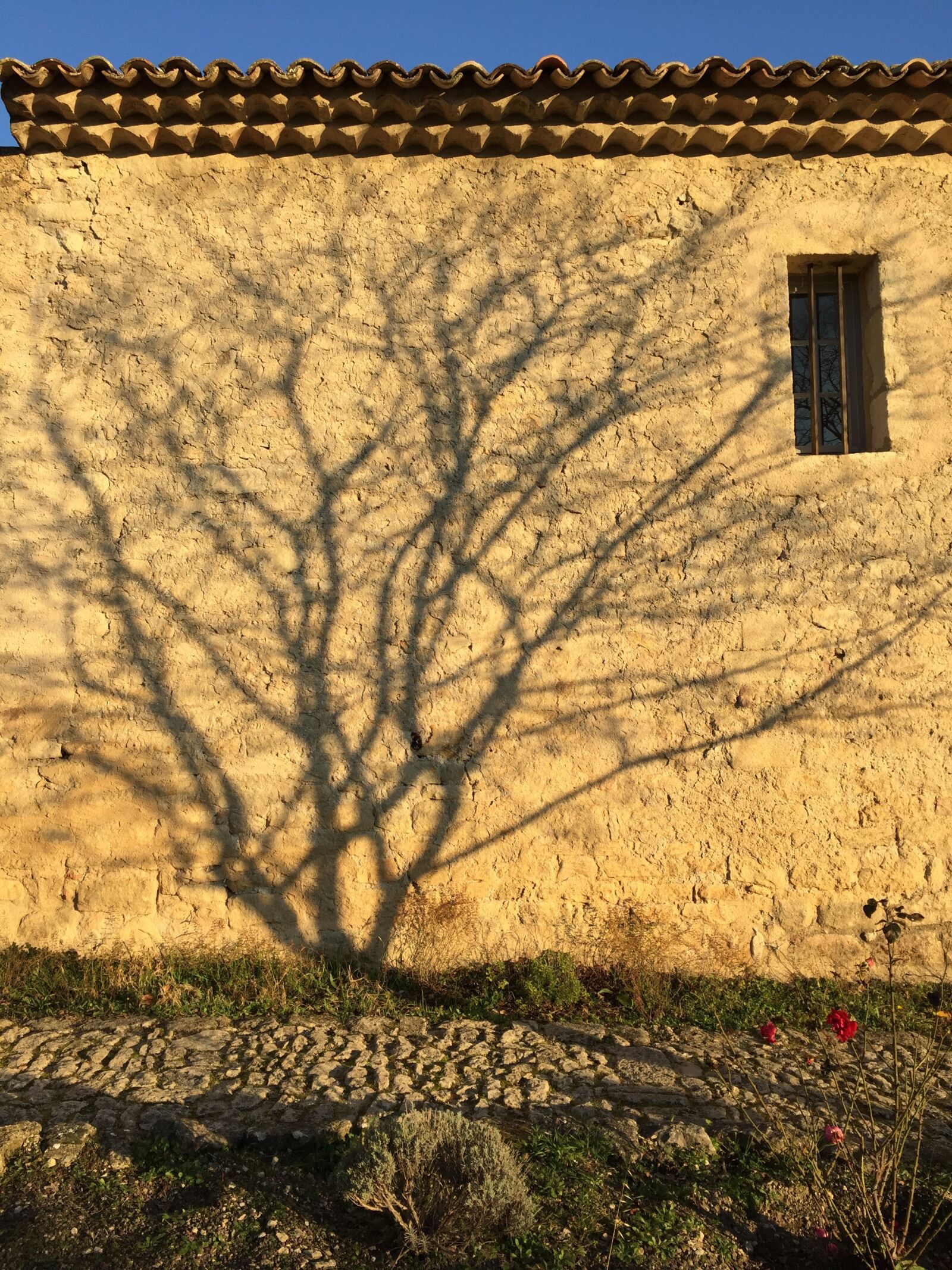 iPhone 6 back camera 4.15mm f/2.2 sample photo. Shadow, tree, ganagobie photography