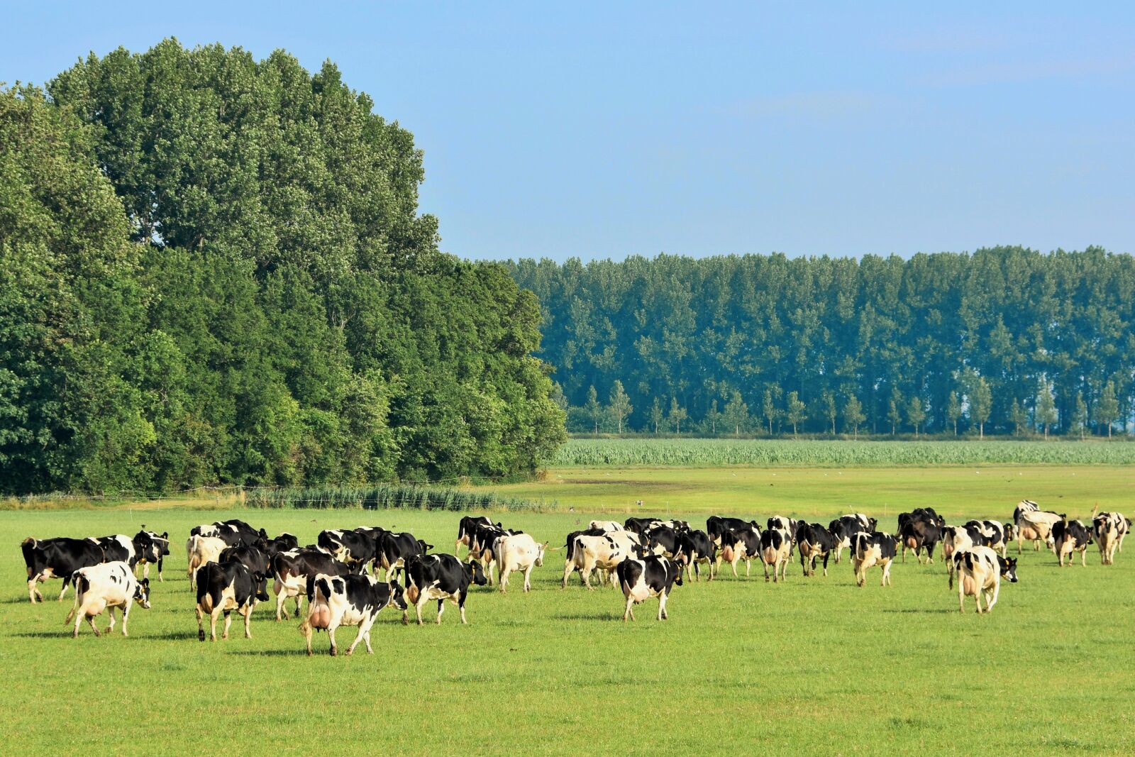 Nikon D7200 sample photo. Cows, meadow, cattle photography