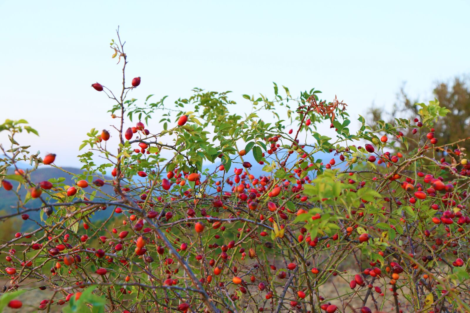 Canon EF 24-105mm F4L IS USM sample photo. Rosehip, nature, plant photography