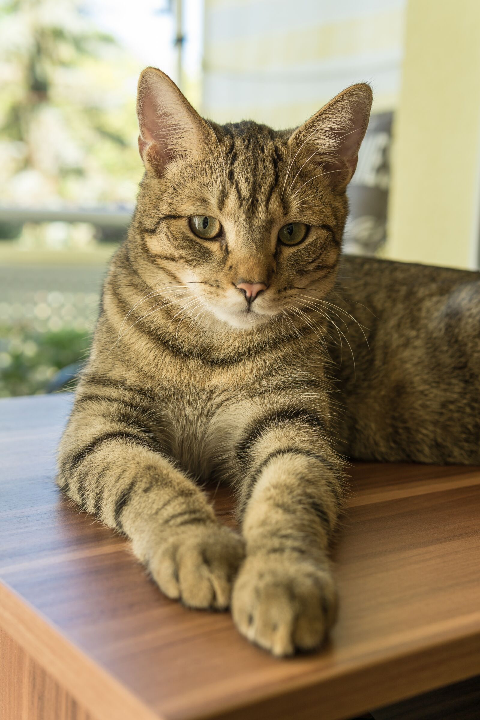 30mm F1.4 DC DN | Contemporary 016 sample photo. Cat, european shorthair, race photography