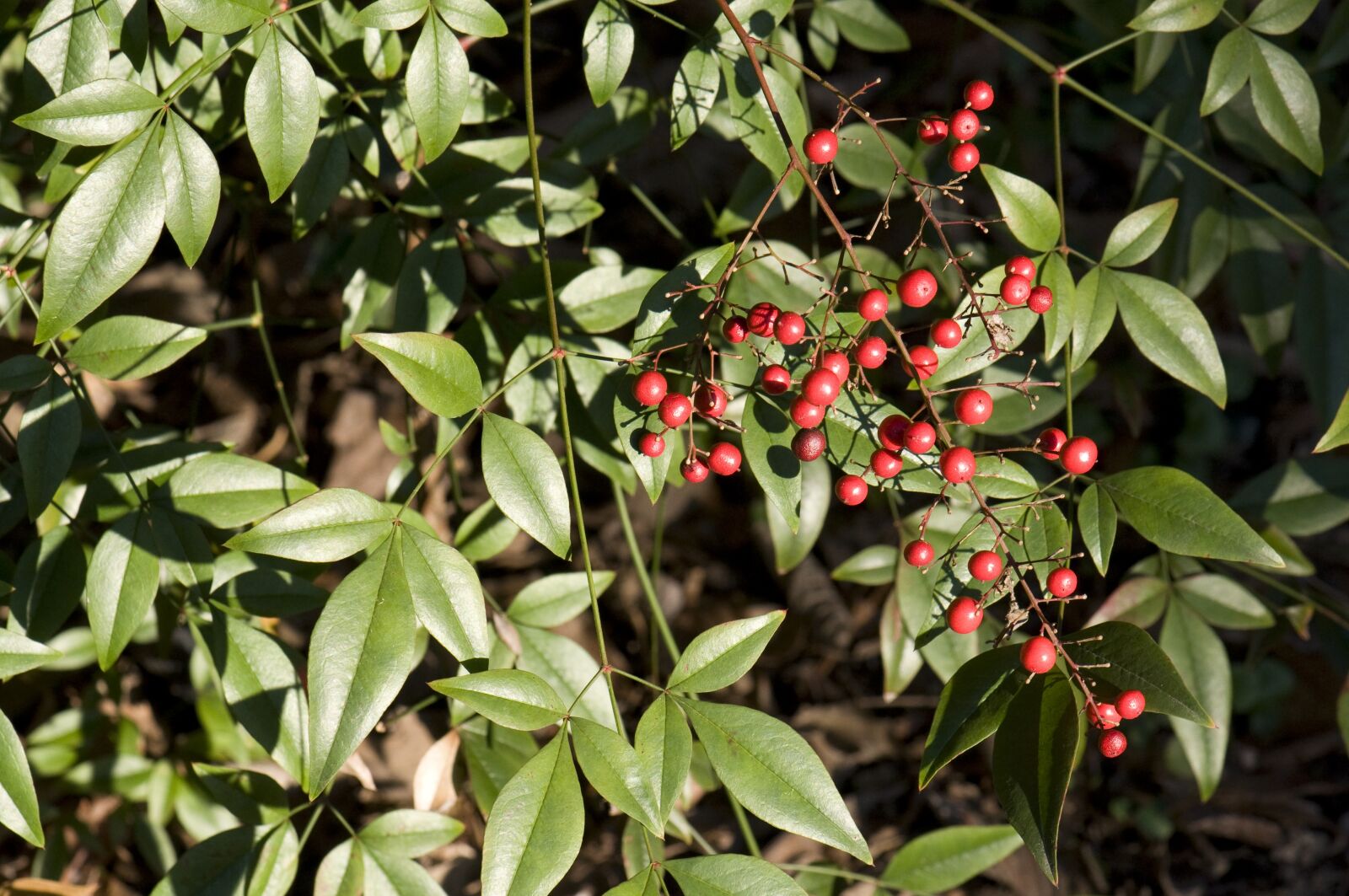 Nikon D90 sample photo. Beautiful, berries, green photography