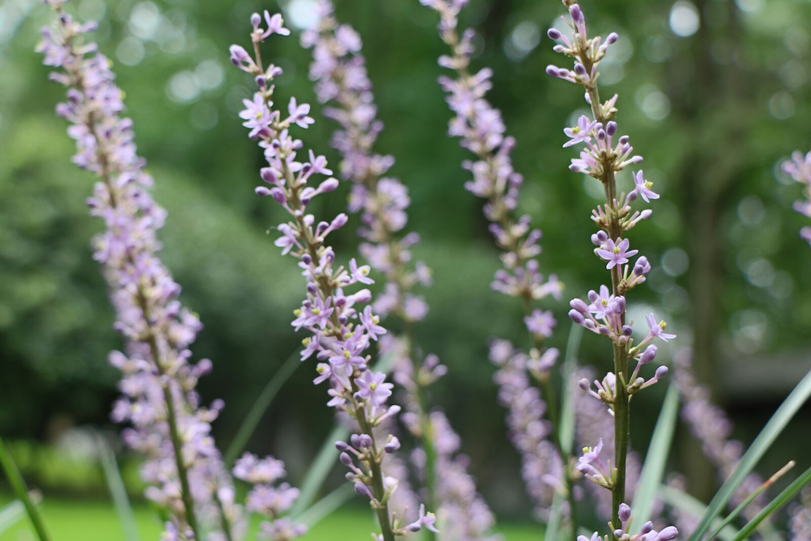 Canon EOS 70D sample photo. Plant, purple, nature photography