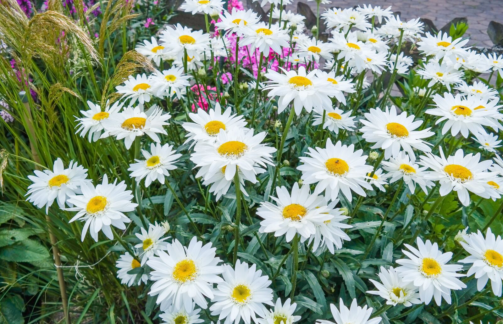 Samsung NX300 sample photo. Daisies, flower, blossom photography