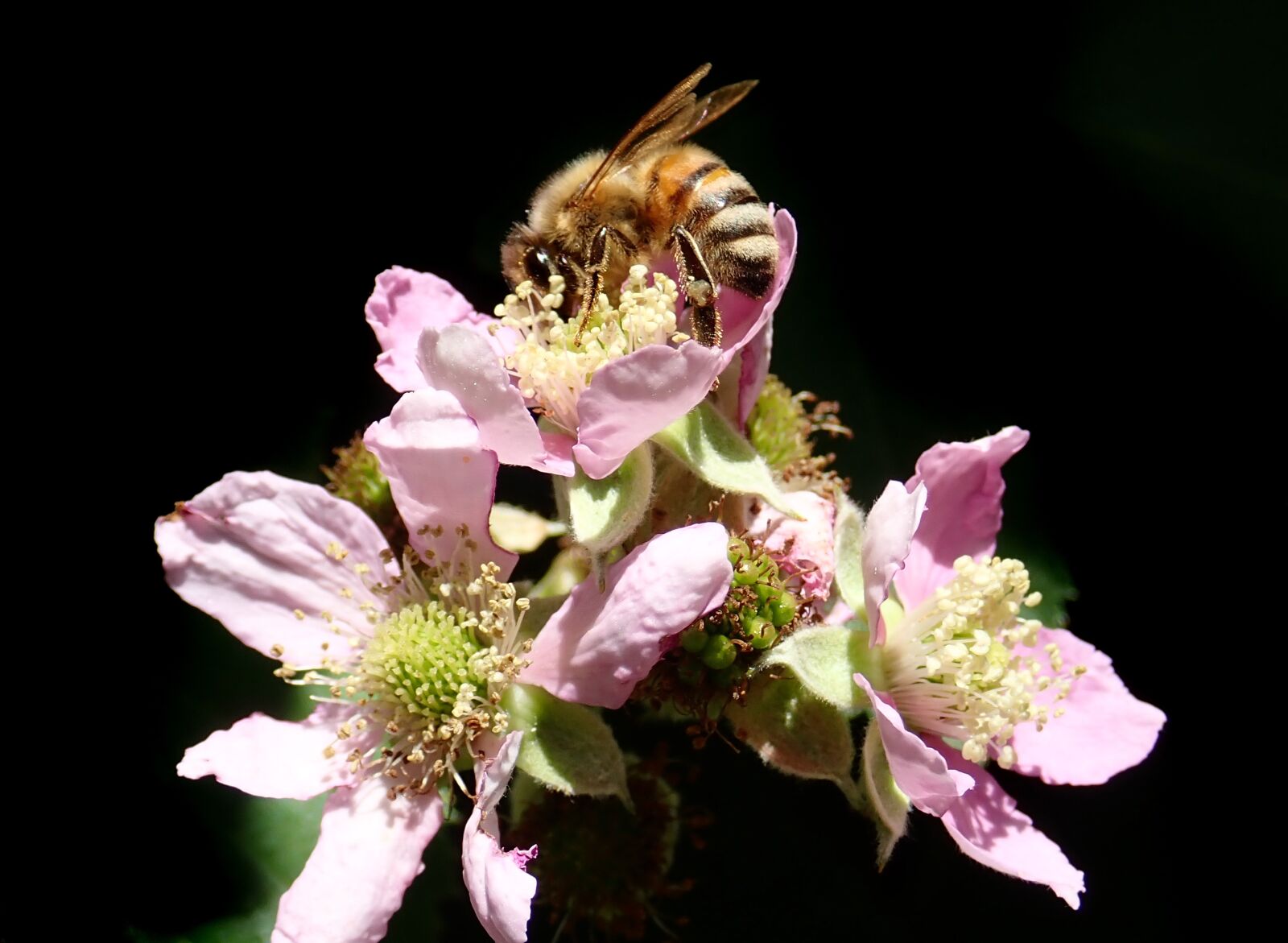 Olympus TG-5 sample photo. Insect, bee, pollen photography