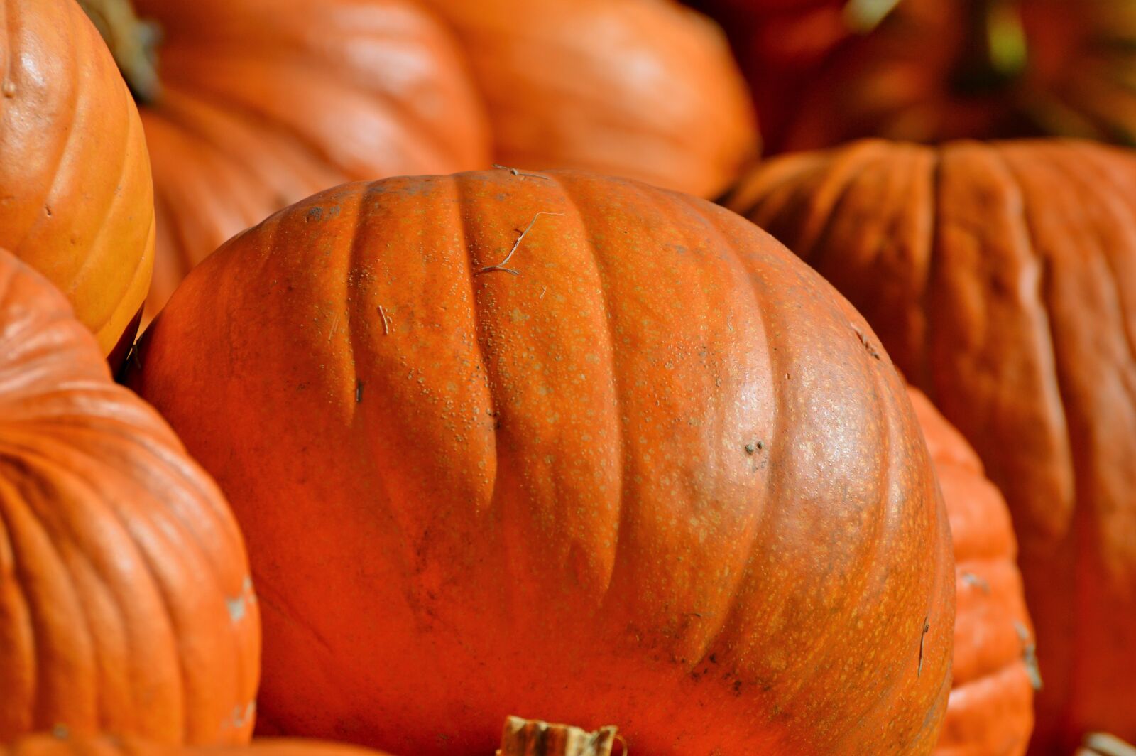Nikon D3200 sample photo. Pumpkin, fruit, orange photography