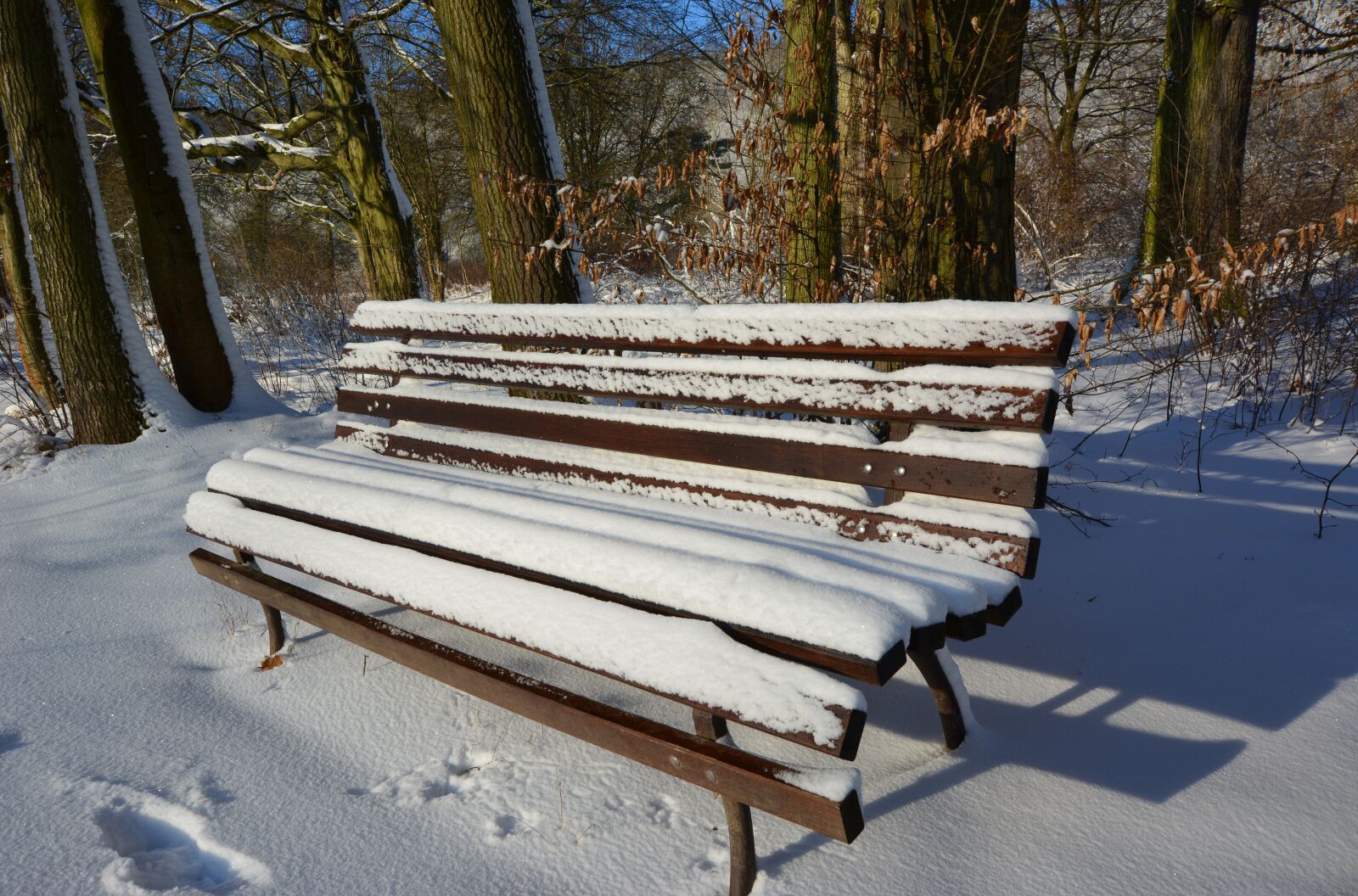 Nikon D5200 sample photo. Winter, park, bank photography
