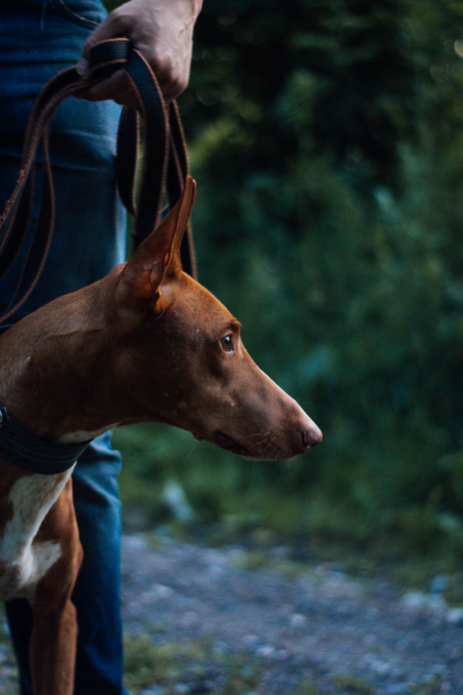Nikon D3100 sample photo. Dog, pharaoh hound, redhead photography