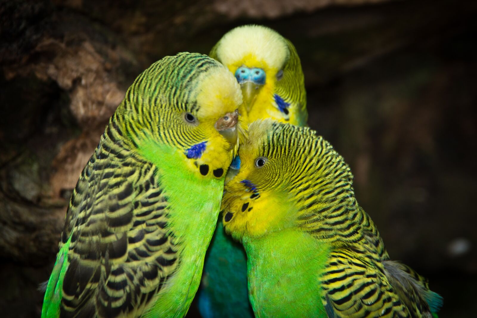 Canon EOS 600D (Rebel EOS T3i / EOS Kiss X5) sample photo. Budgerigars, birds, animal world photography