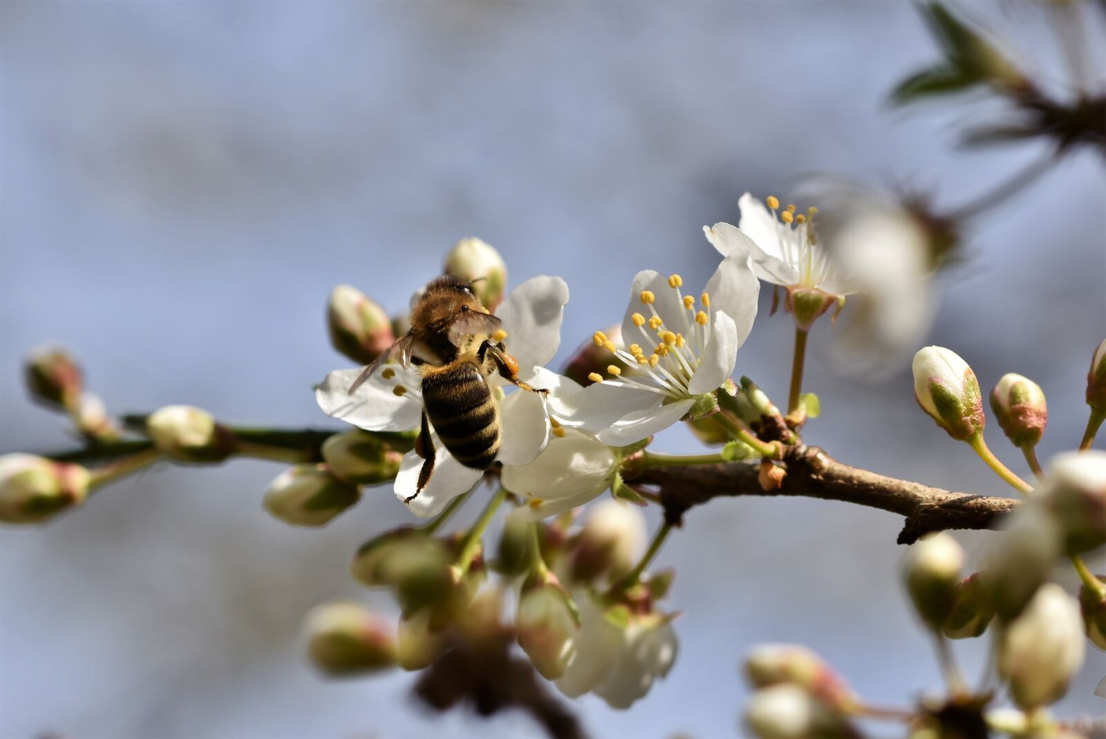 Nikon D7200 sample photo. Bee, honey bee, insect photography