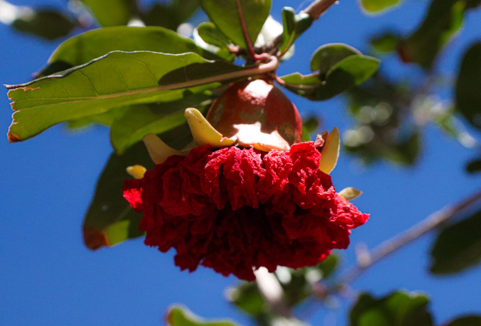 Canon EOS 250D (EOS Rebel SL3 / EOS Kiss X10 / EOS 200D II) sample photo. Pomegranate, nature, fruit photography