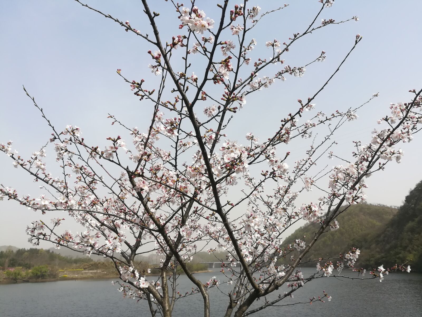 HUAWEI c??Eu?s 6X sample photo. Spring, home, china photography