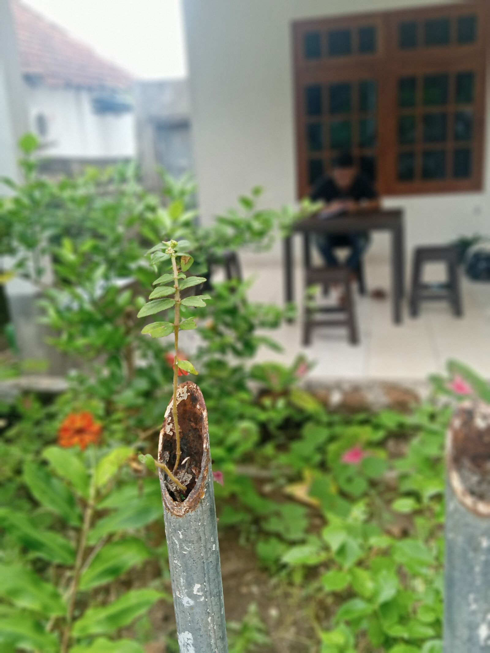 Realme C2 sample photo. Flower, fighting, panorama photography