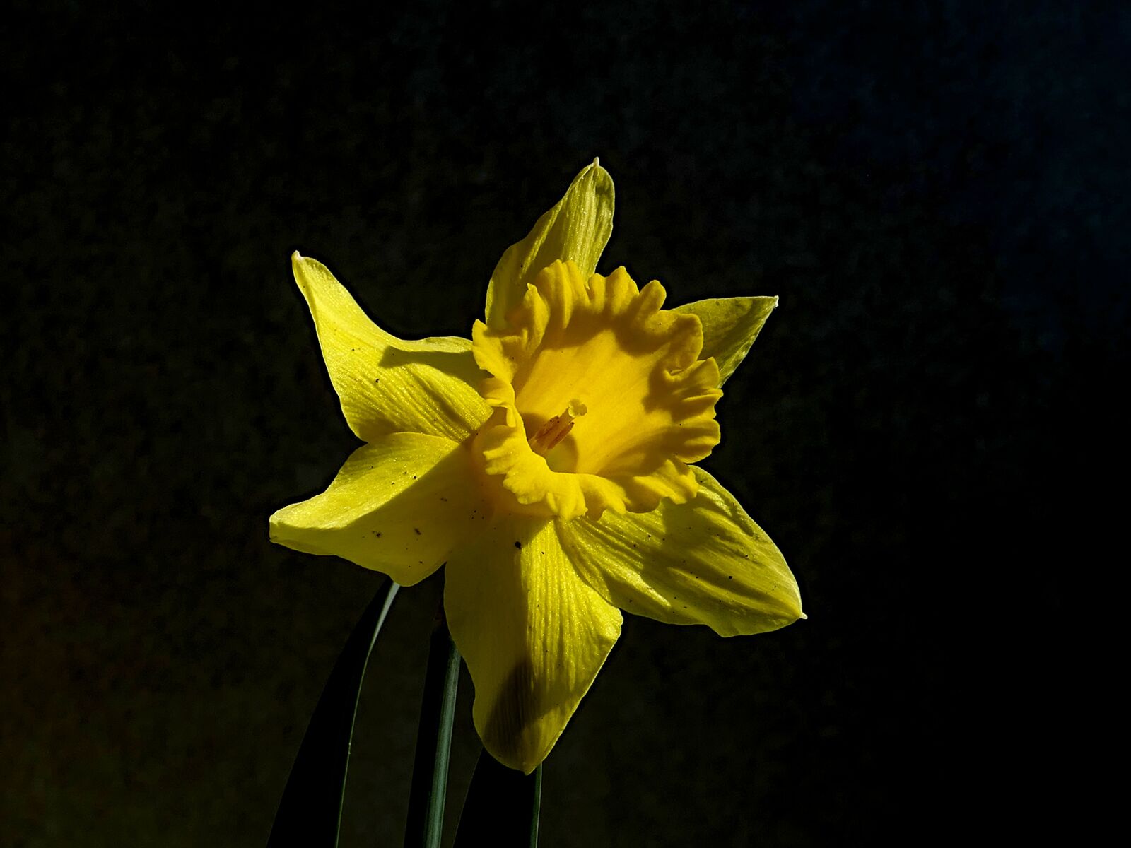 Panasonic Lumix DMC-LX10 (Lumix DMC-LX15) sample photo. Narcissus, yellow, daffodil photography