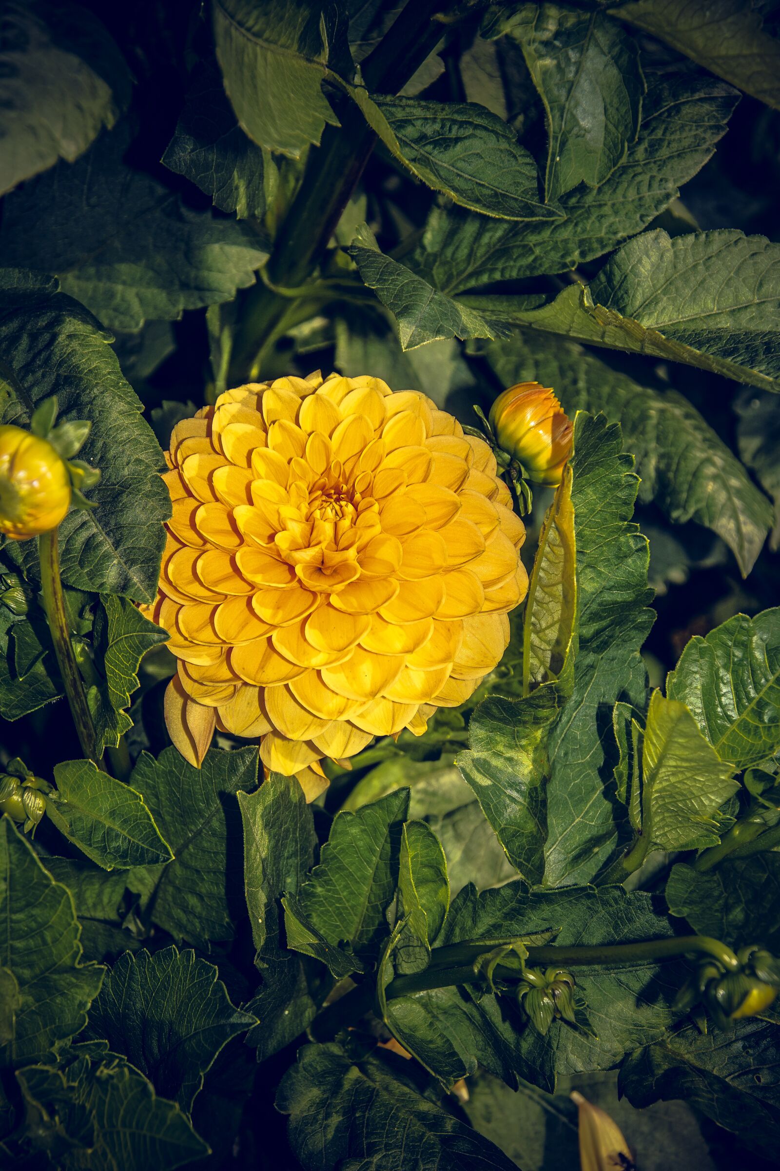Sony ILCA-77M2 sample photo. Dahlia, blossom, bloom photography