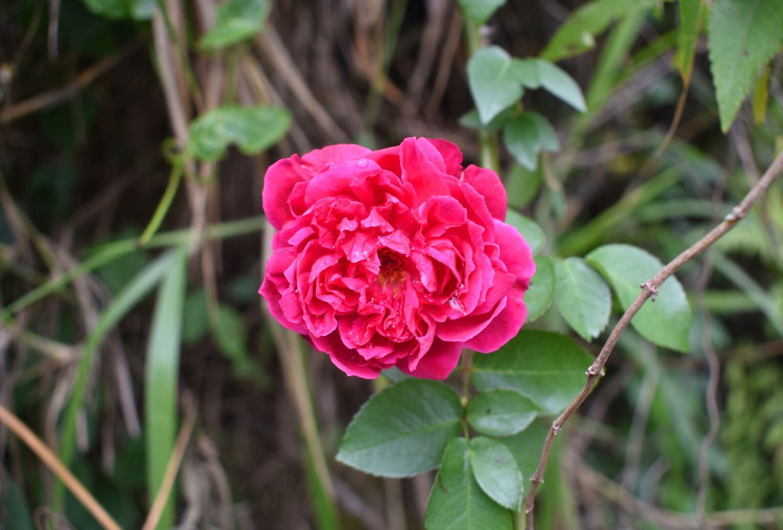 Nikon D3400 sample photo. Rose, flower, blossom photography