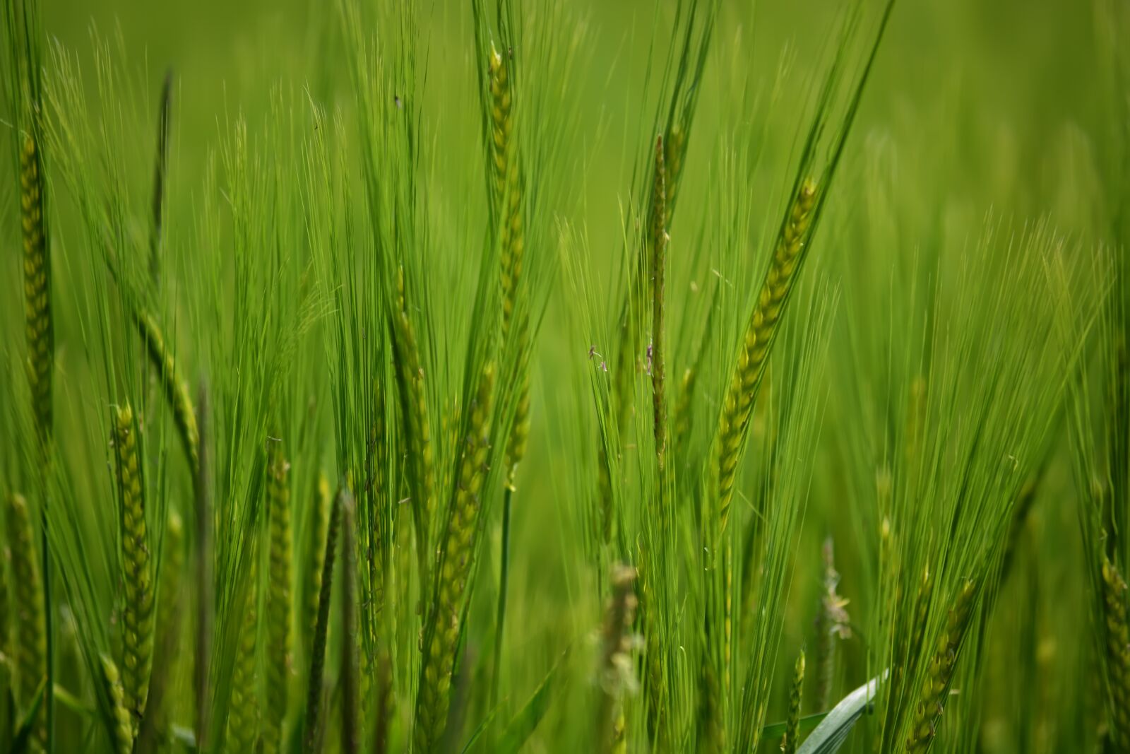 Nikon D5200 sample photo. Grass, spikes, grain photography