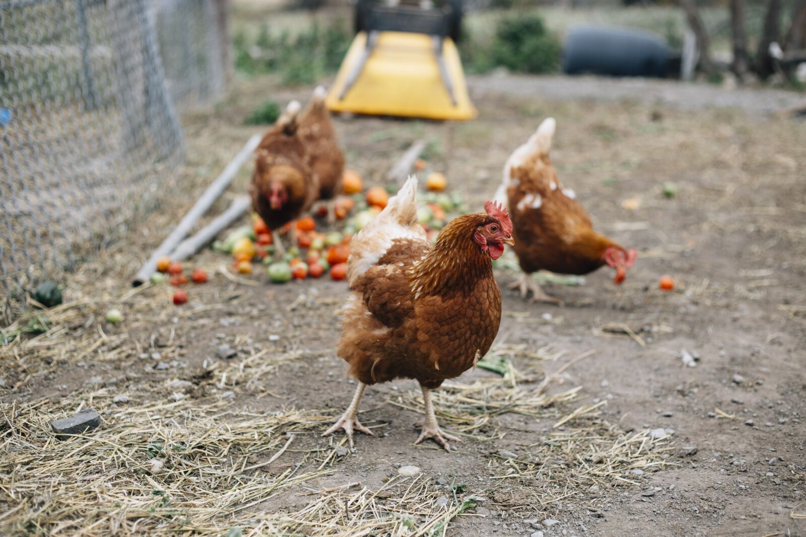 Canon EF 50mm F1.8 II sample photo. Chicken, chickens, hen photography
