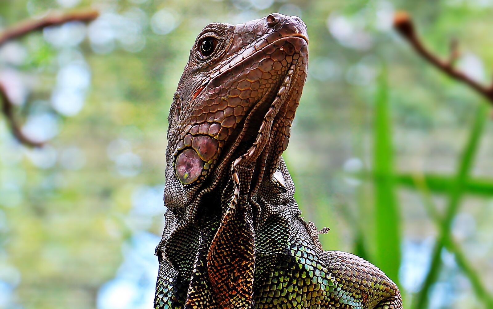 Canon EOS 550D (EOS Rebel T2i / EOS Kiss X4) sample photo. Iguana, reptile, zoo photography