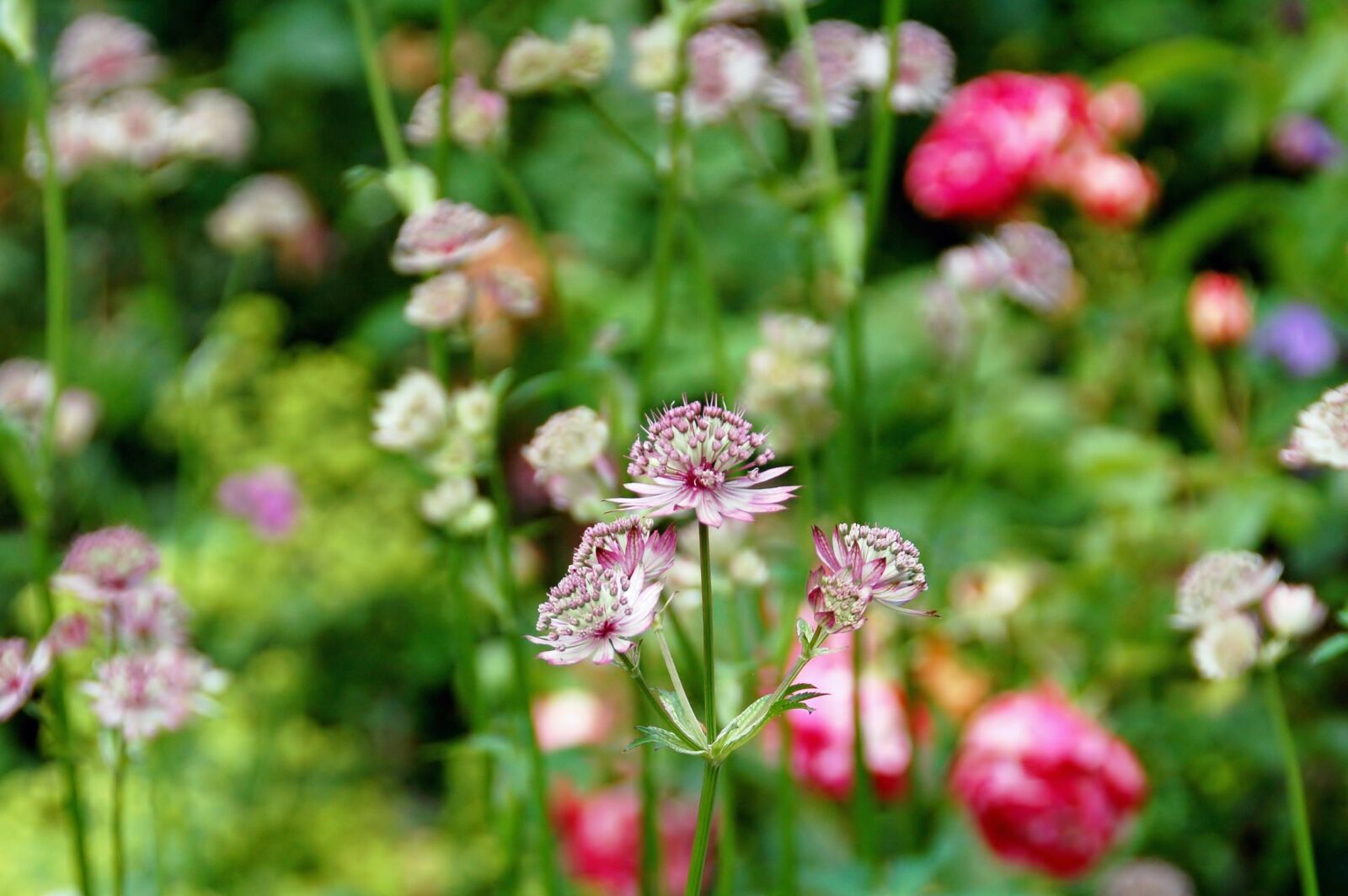 Nikon D50 sample photo. Nature, plant, summer photography