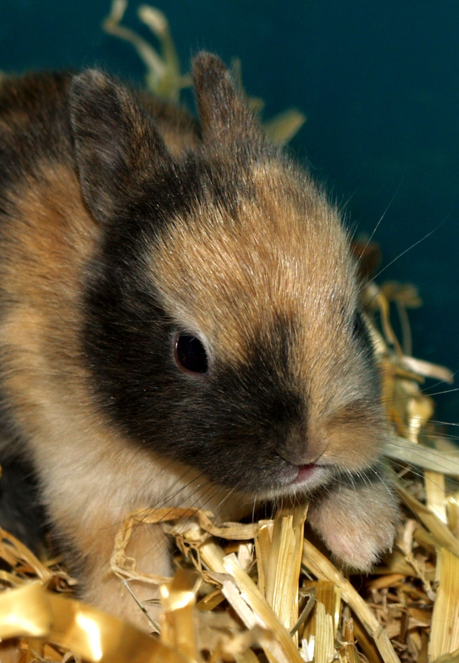 Olympus E-400 (EVOLT E-400) sample photo. Hare baby, sweet, animal photography