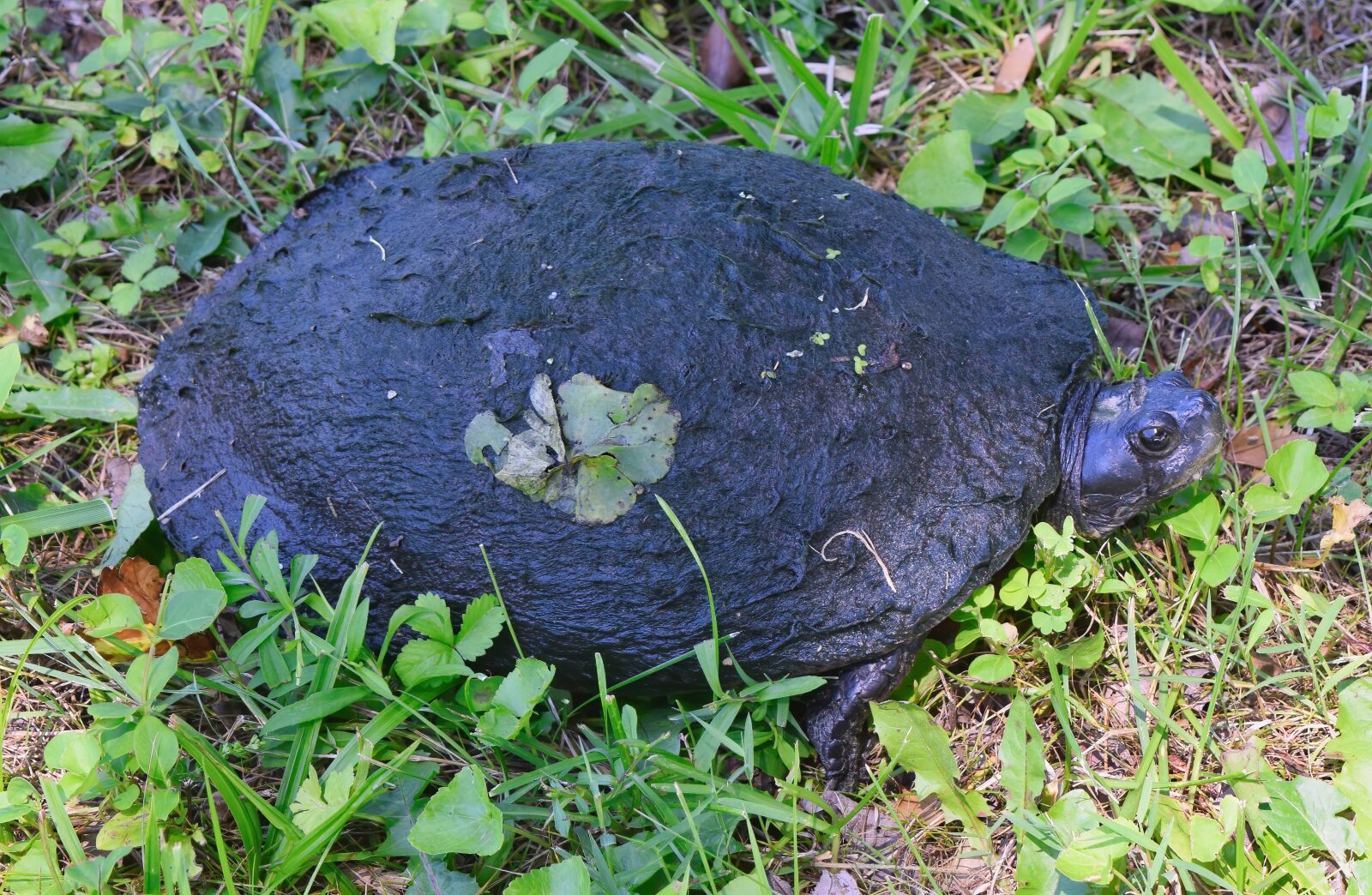Nikon D3300 sample photo. Wood, turtle, tort photography