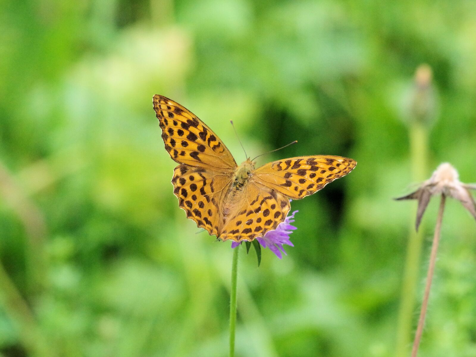 Pentax K-70 sample photo. Butterfly, fritillary, insect photography