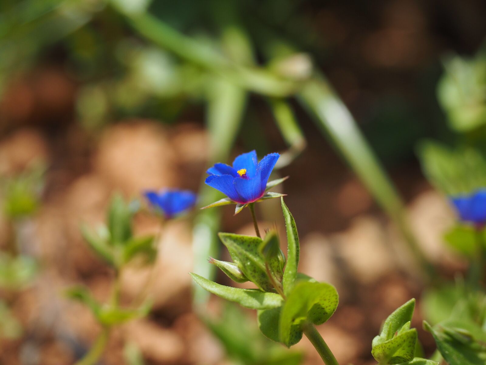 Olympus OM-D E-M1 + Olympus M.Zuiko Digital ED 12-40mm F2.8 Pro sample photo. Blue pimpernel, flower, blossom photography