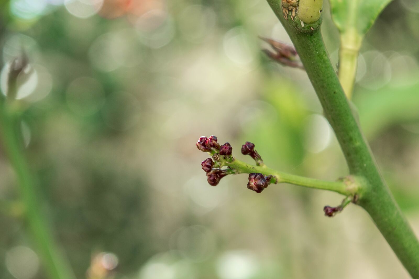 Nikon D3200 sample photo. Flower, garden, nature photography