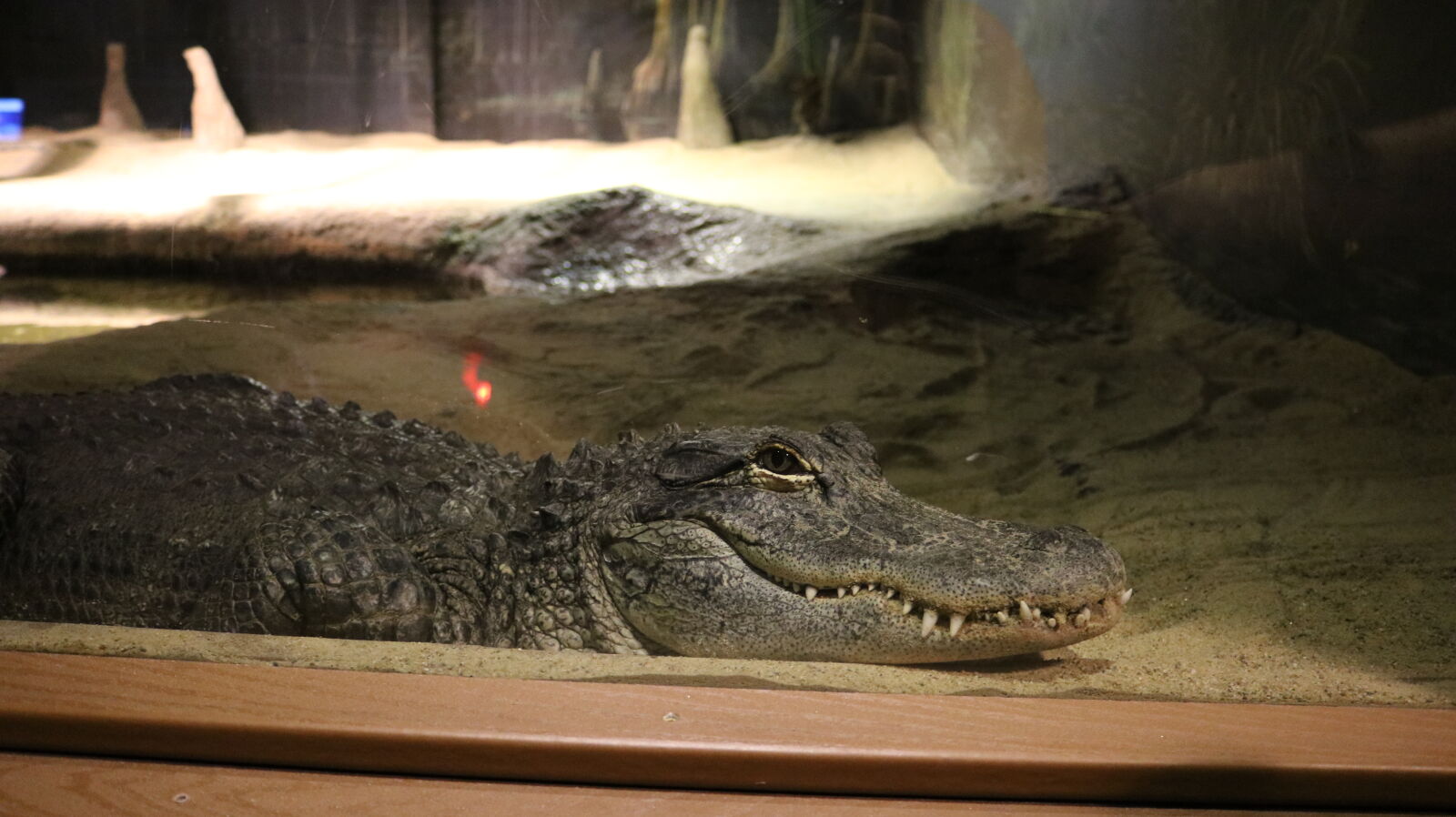 Canon EOS 750D (EOS Rebel T6i / EOS Kiss X8i) sample photo. Alligator, reptile photography