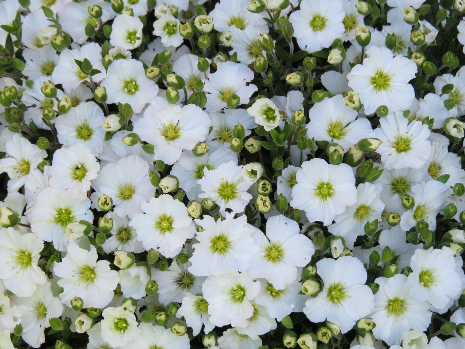 Canon PowerShot SX50 HS sample photo. Flower, white, plant photography
