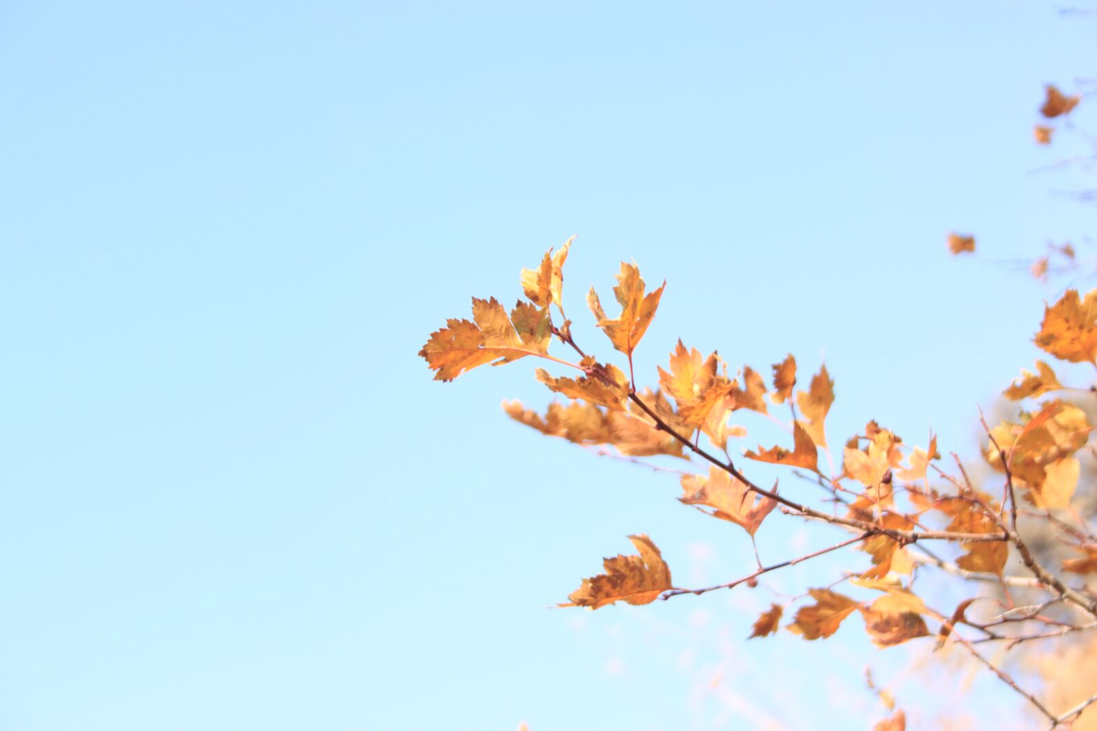 Canon EOS 500D (EOS Rebel T1i / EOS Kiss X3) sample photo. Leaves, autumn, golden autumn photography