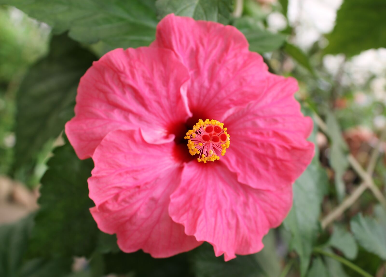 Canon EOS 1100D (EOS Rebel T3 / EOS Kiss X50) sample photo. Hibiscus flower, hibiscus, blossom photography