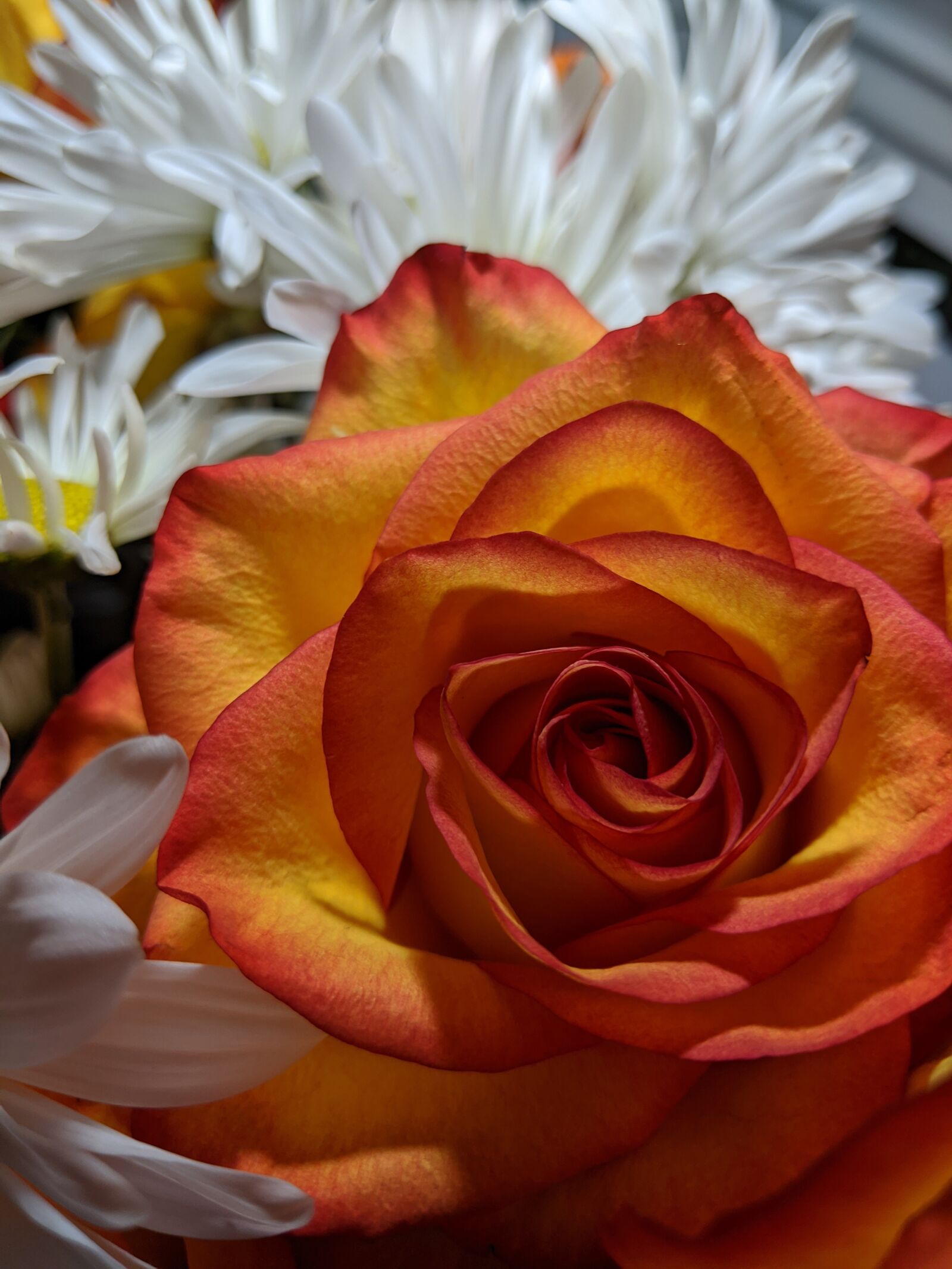 Google Pixel 2 XL sample photo. Flowers, orange, white photography