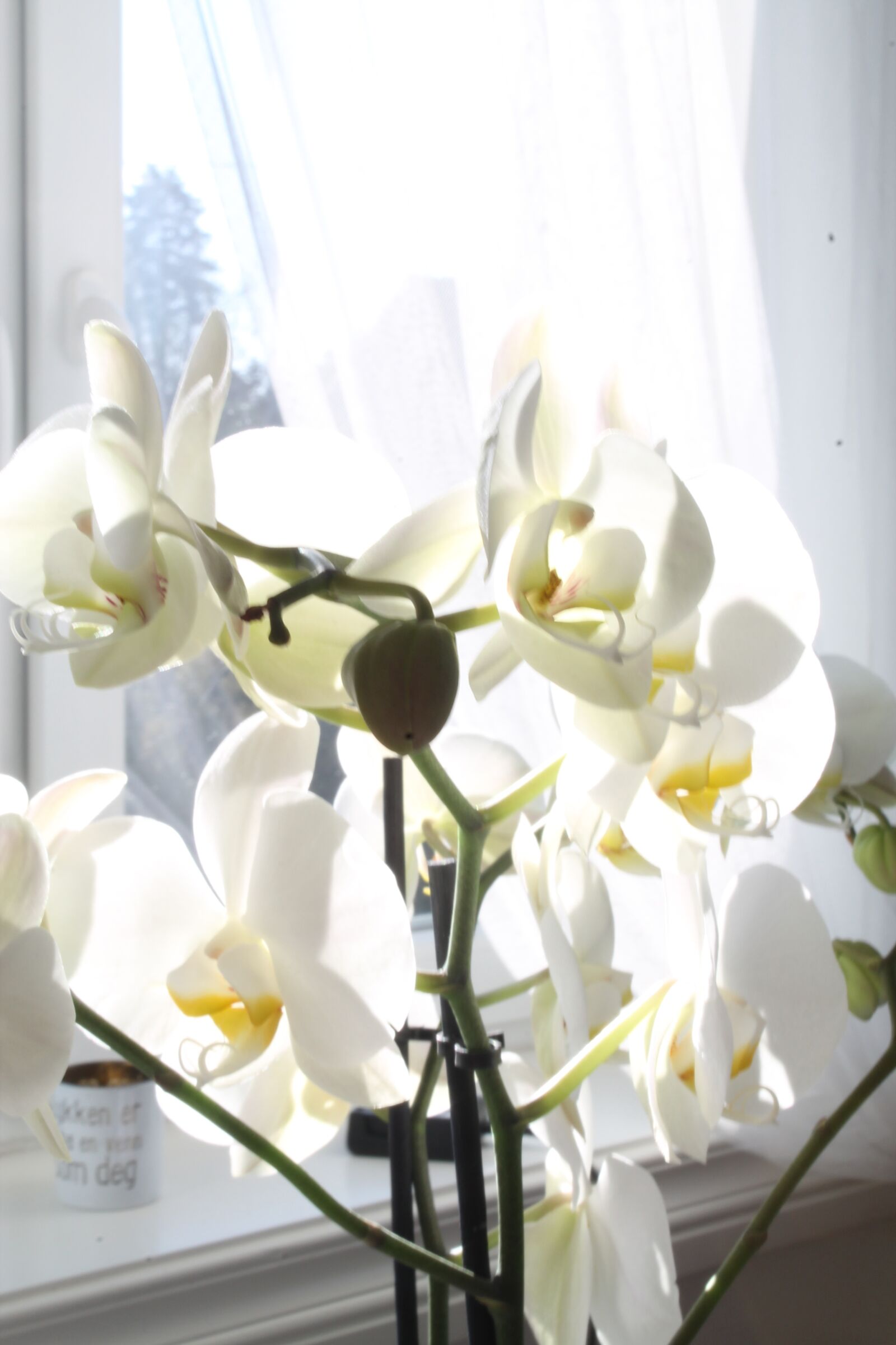 Canon EOS 1100D (EOS Rebel T3 / EOS Kiss X50) sample photo. Orchid, flower, beautiful photography
