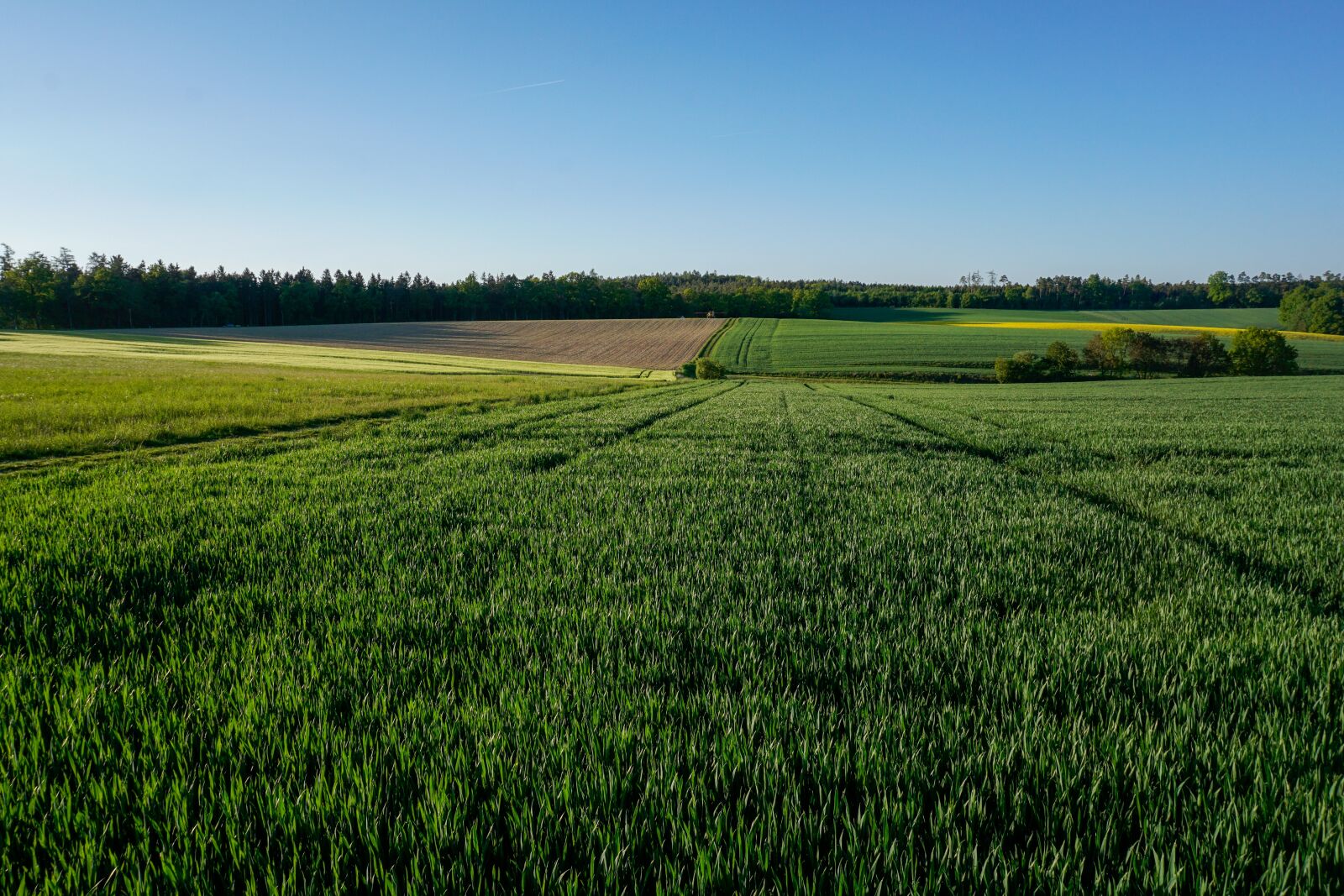 Sony a6000 sample photo. Landscape, nature, field photography