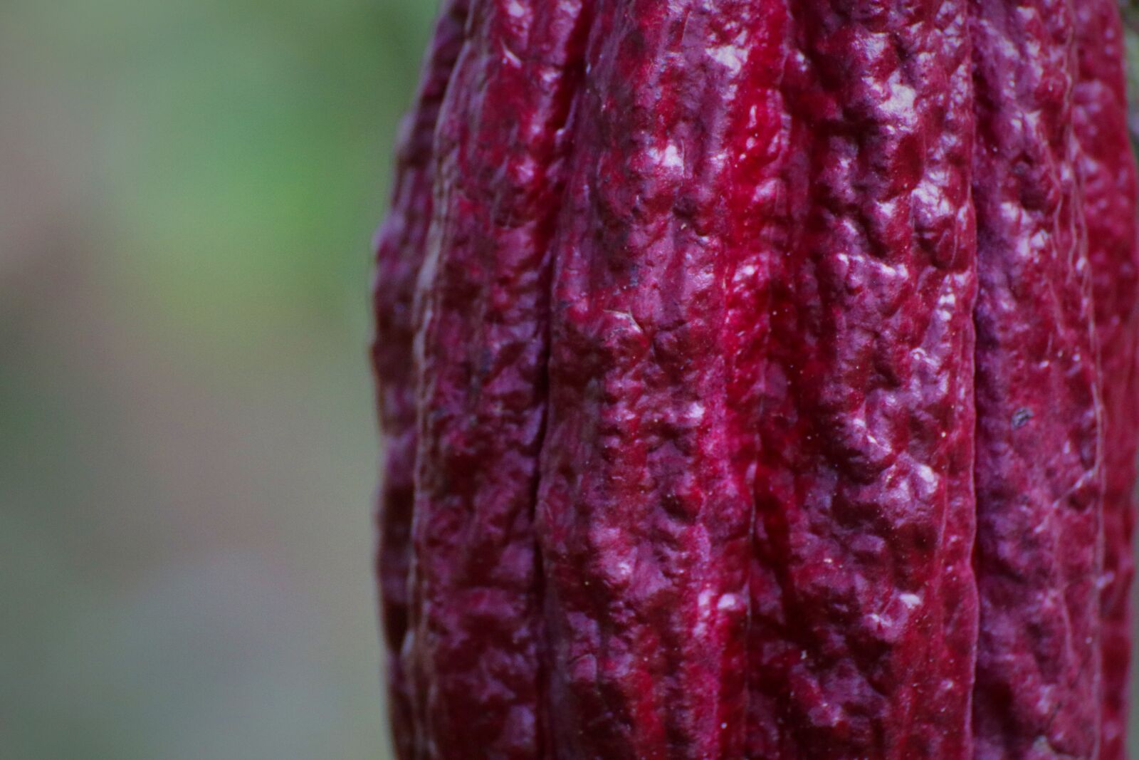 Canon EOS 80D sample photo. Cacao pod, cacao fruit photography