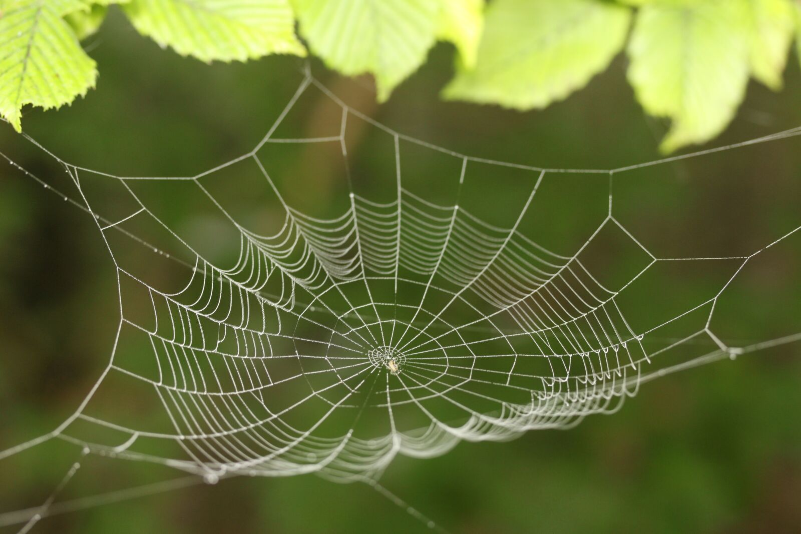 Canon EOS 500D (EOS Rebel T1i / EOS Kiss X3) sample photo. Cobweb, web, dew photography