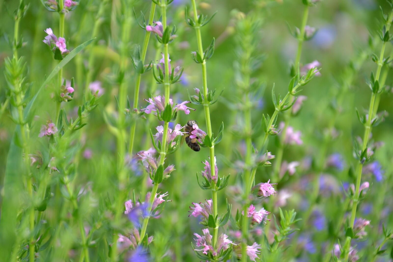 Nikon D3100 sample photo. Hyssop, plant, spice photography
