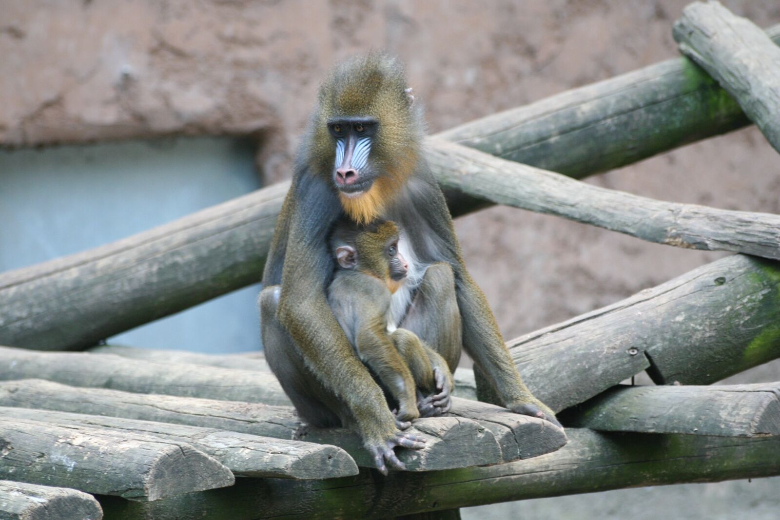 Canon EOS 350D (EOS Digital Rebel XT / EOS Kiss Digital N) sample photo. Monkey, zoo, animal world photography
