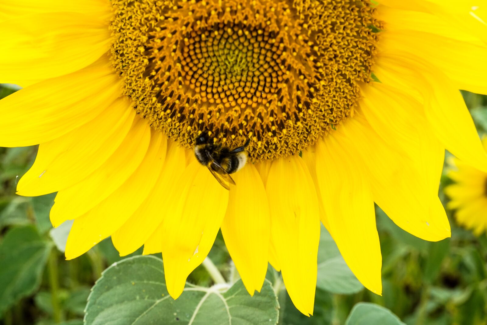 Sony E 16-50mm F3.5-5.6 PZ OSS sample photo. Sunflower, sunflower seeds, yellow photography
