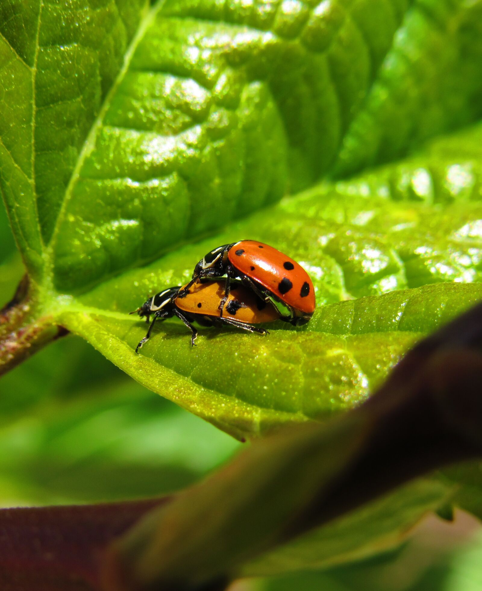 Canon PowerShot SX530 HS sample photo. First to review, bugs photography