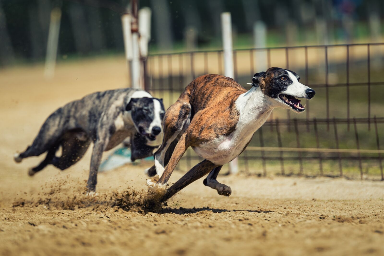 Tamron SP 70-200mm F2.8 Di VC USD sample photo. Dog racing, dog, animal photography