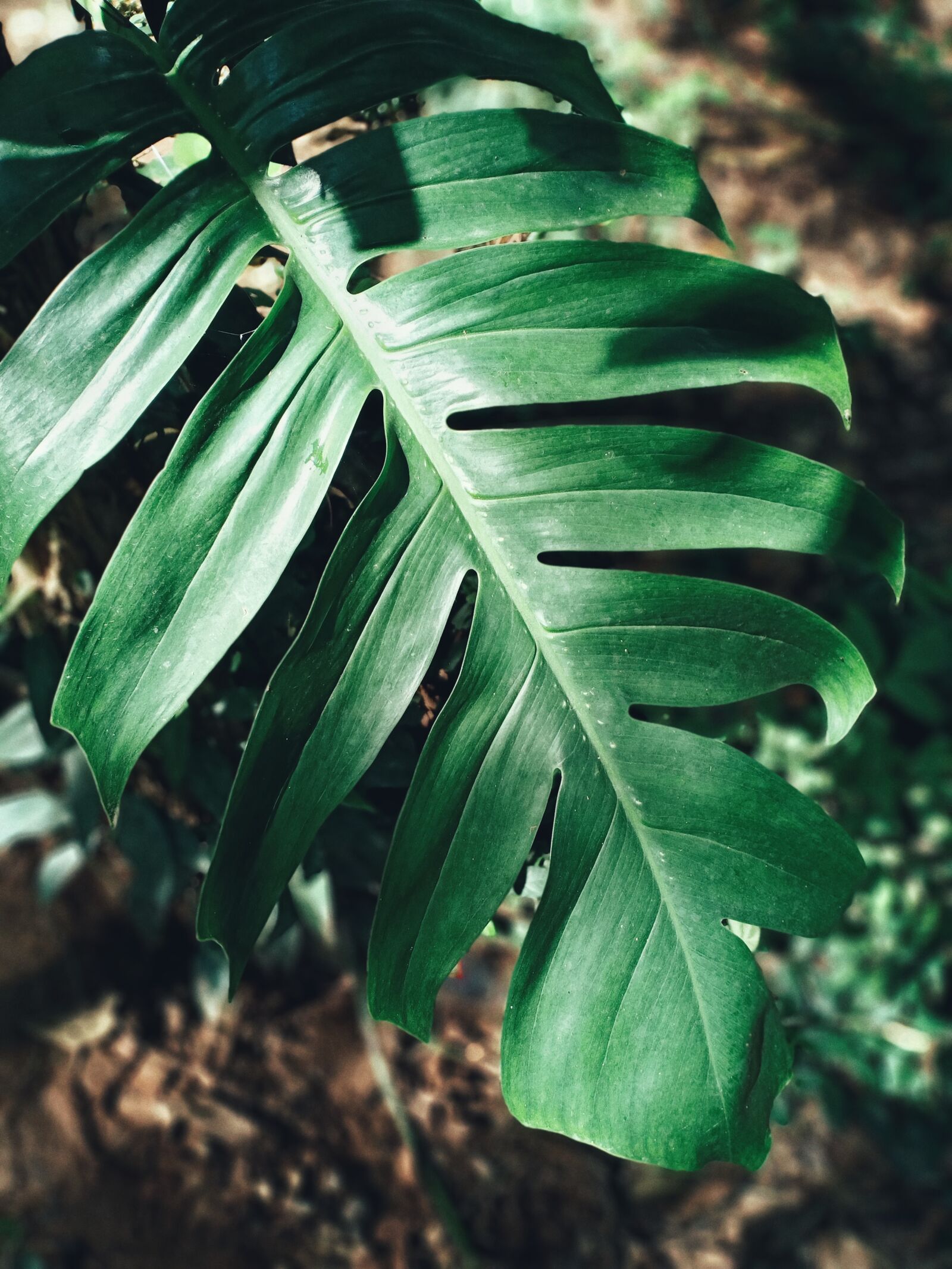OPPO F9 sample photo. Monstera, grass leaves, nature photography