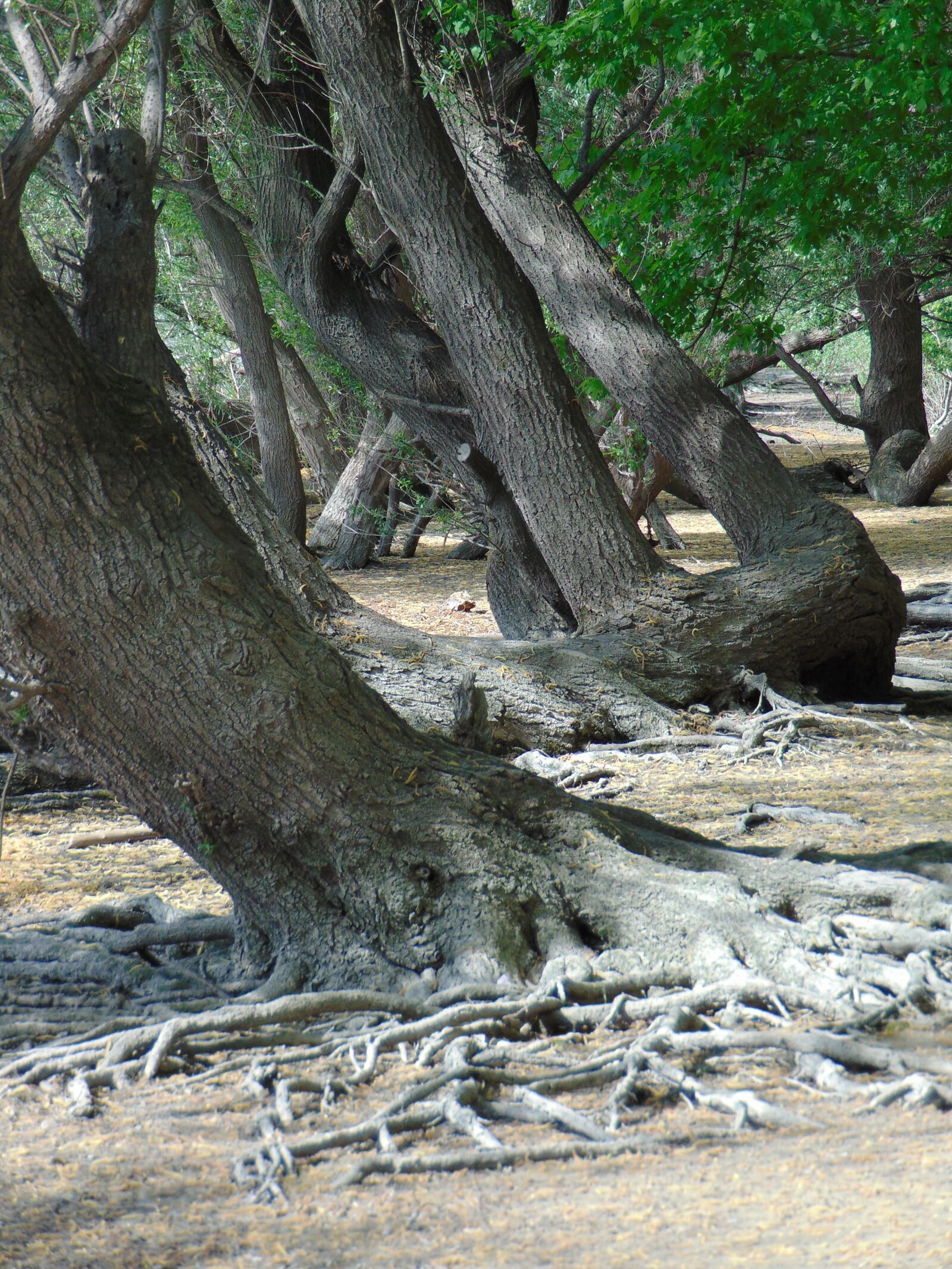 Sony Cyber-shot DSC-H300 sample photo. Trees, part, roots photography
