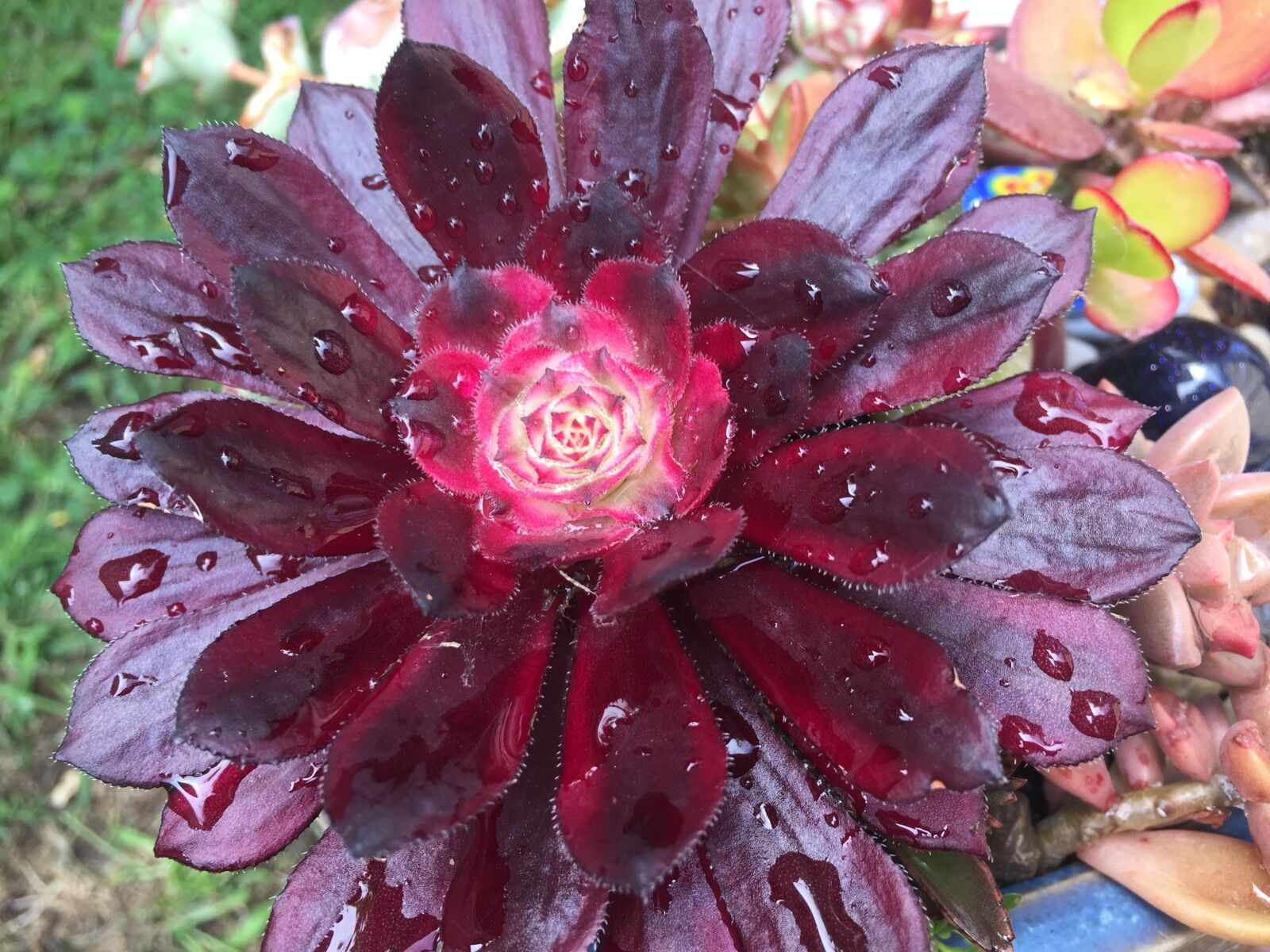 Apple iPhone 6 sample photo. Flower, nature, flora photography