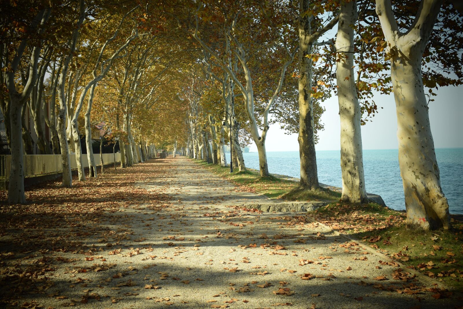 Nikon D5300 sample photo. Autumn, avenue, nature photography