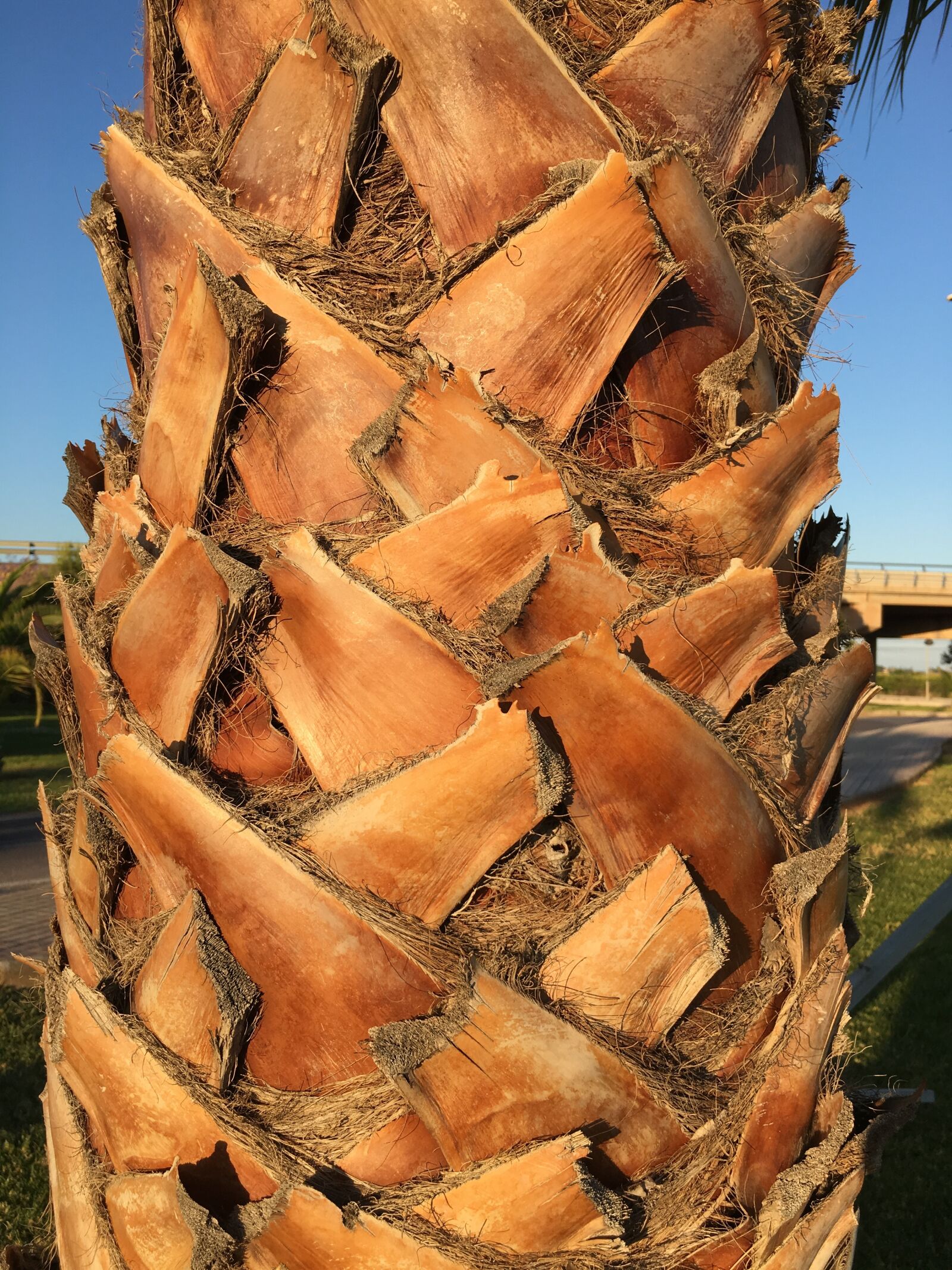 Apple iPhone 6s sample photo. Trunk, brown, tree photography