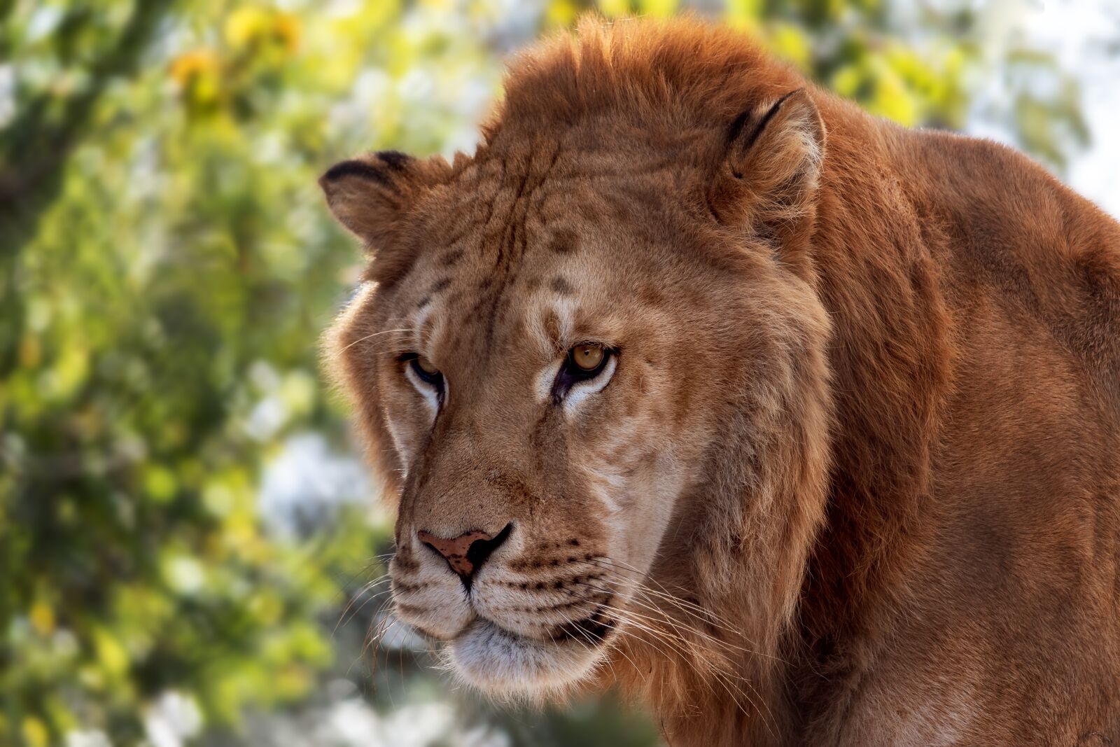 Canon EF-S 55-250mm F4-5.6 IS STM sample photo. Lion, tiger, predator photography